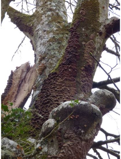 On a moribund beech adjacent to various other fungus species in the New Forest, UK.